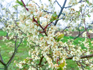 Branches of cherry blossoms in the garden. Spring in the middle zone