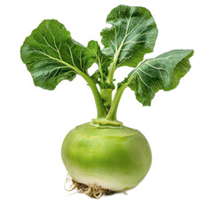 Harvesting fresh turnips field garden food photography natural light close-up transparent background for culinary inspiration