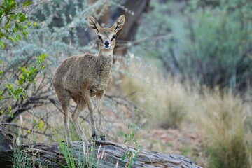 Klipspringer antelope (Oreotragus oreotragus) standing on a rock, alert and curious, looking at the camera.