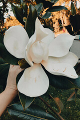 Big Magnolia flower