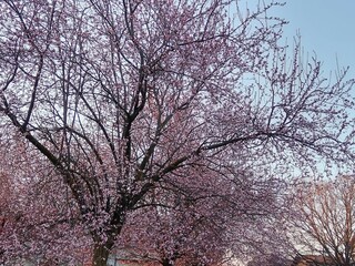 tree in bloom