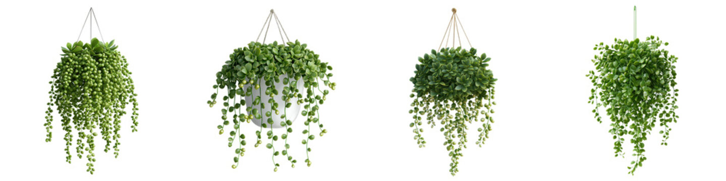 Fototapeta Decorative hanging potted plants with lush cascading greenery foliage and botanical houseplants for modern minimalist home or office interior design  Organic