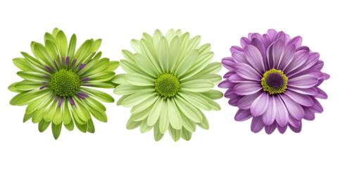 Green and Purple Daisy with Intricate Petals, Detailed Flower Design, Nature-Inspired Art, PNG Transparent