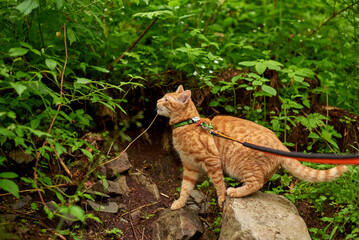Curious ginger cat on a leash exploring lush green forest, standing on a rock and sniffing plants,...