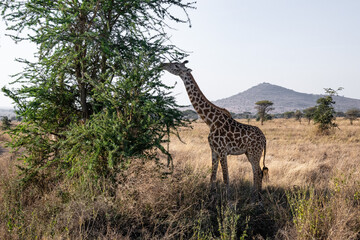 view of the Serengeti National Park