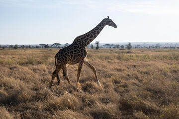 view of the Serengeti National Park
