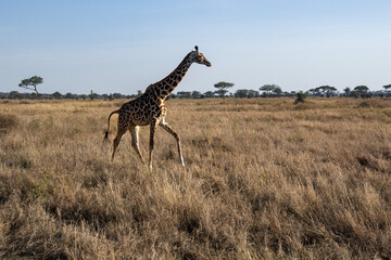 view of the Serengeti National Park