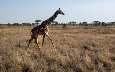 view of the Serengeti National Park