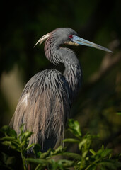 Tricolored Heron close-up