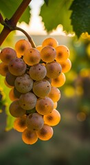 Yellow grape cluster