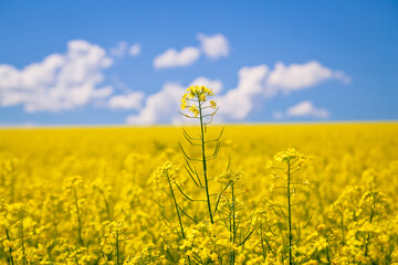 Obraz premium Field of yellow flowers and blue sky with white clouds, natural background