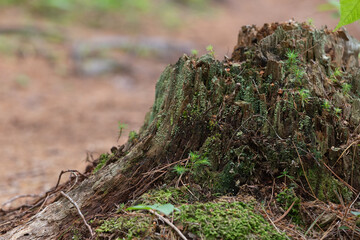 Decomposing Decaying Rotting Stree Stump in Forest