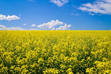 Fototapeta premium Field of yellow rapeseed with blue sky and clouds in the background