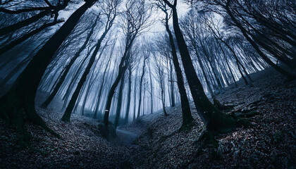 trees in the dark scary woods