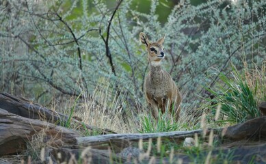 Female Klipspringer antelope (Oreotragus oreotragus) in early afternoon light. Rain season in Namibia. 