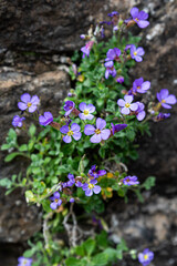 purple flowers in the garden