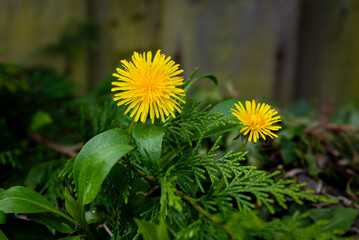 yellow dandelions on a green grass