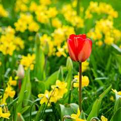 Red Tulip in front of Yellow Dandelions