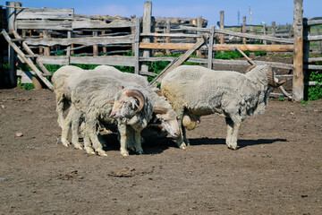 Fototapeta premium Sheep in the corral on a sunny day. Farm animals