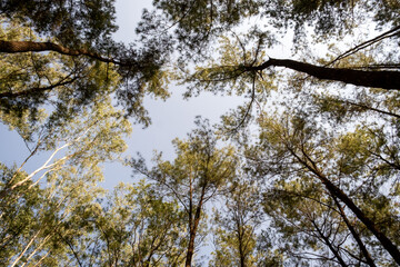 Obraz premium Serene forest landscape at Intakin Silvicultural Research Station in Mae Taeng, Chiang Mai, Thailand.
