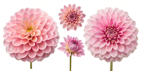 Pink Dahlia Flower in Full Bloom, Beautiful Dahlia, Floral Blossom, Colorful Dahlia Design, PNG Transparent