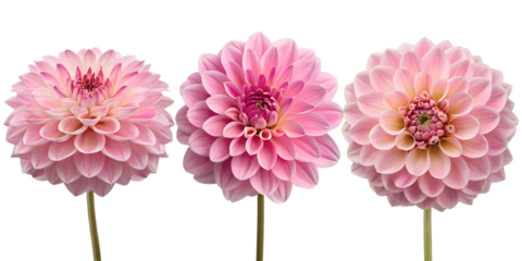 Pink Dahlia Flower in Full Bloom, Vibrant Dahlia Blossom, Colorful Flower, Floral Artwork, PNG Transparent