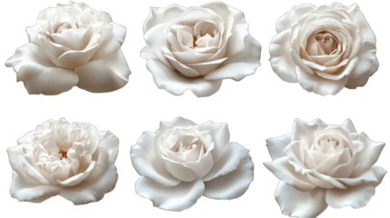 set of white rose flowers isolated on white background