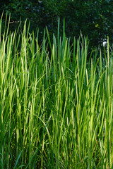 Green grass in the morning. Selective focus
