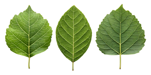 Green Leaf on White, Nature-Inspired Graphic Elements, PNG Transparent