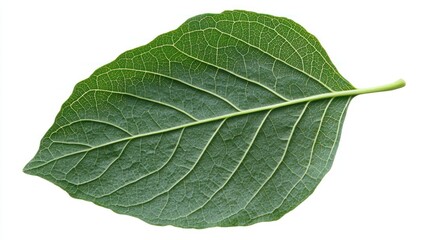 Obraz premium A close-up of a single green leaf with visible veins.