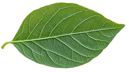 Obraz premium A close-up of a single green leaf with visible veins.