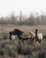 Konik horses in the field © Jeanine