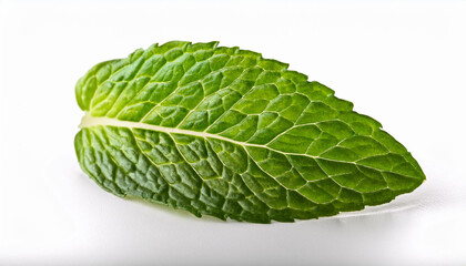 single mint leaf remoted on white history