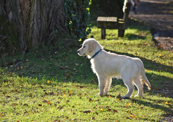 Fototapeta premium A young golden retriever with a blue collar standing on a grassy field in warm sunlight. Fallen leaves scatter the ground, and a large tree trunk and wooden bench are visible in the background