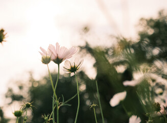 pink cosmos blowing in wind in a field of wildflowers