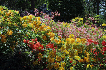 Bank of sunlit Flame Azaleas, Derbyshire England
