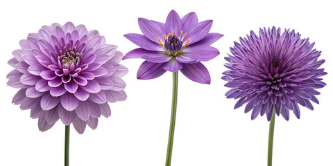 Purple Flower on White Background, Fresh Floral Patch and Embellishment, PNG Transparent