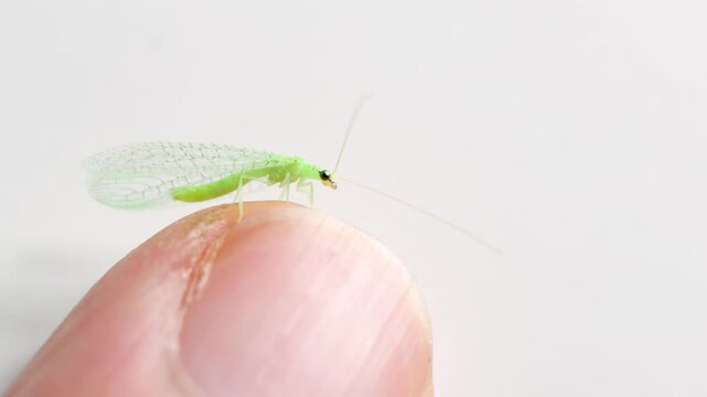 Green Lacewing on White Background, Chrysopidae insect on my finger, 4k video