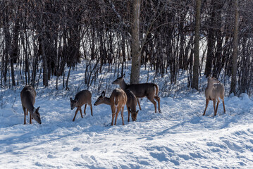 A Small Herd Of White-Tailed Deer Feeding In The Snow On Food Provided By Visitors In An Urban Field In Wisconsin