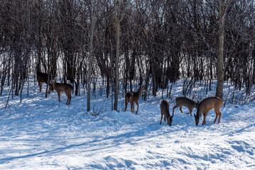 A Small Herd Of White-Tailed Deer Feeding In The Snow On Food Provided By Visitors In An Urban Field In Wisconsin