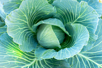 Obraz premium Fresh green cabbage grows in a garden during early morning light