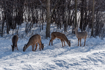 A Small Herd Of White-Tailed Deer Feeding In The Snow On Food Provided By Visitors In An Urban Field In Wisconsin