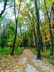 Obraz premium Pathway through a vibrant autumn forest landscape in the afternoon