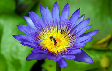 Lotus flower and insect in a pond