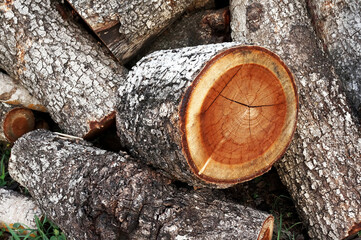 wood logs