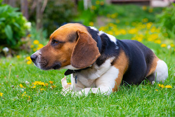 Cute tricolor beagle dog looking on the left side with bone in his paws on grass with dandelions in spring. 