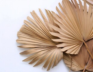 Tropical Dry Palm Leaves Isolated on White Surface for Natural Concept