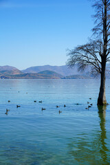 A solitary tree stands gracefully in the middle of a tranquil lake, its reflection mirrored in the calm water. A flock of ducks and waterfowl peacefully swim around, enhancing the serene atmosphere. b