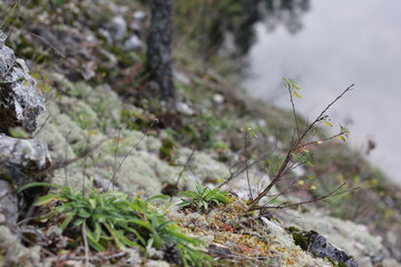 Rocky hill covered with moss, grass, twigs and lichen. Forest details background.