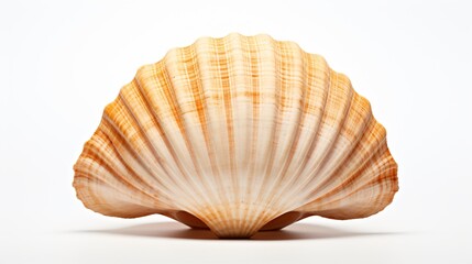 Seashell on White Background